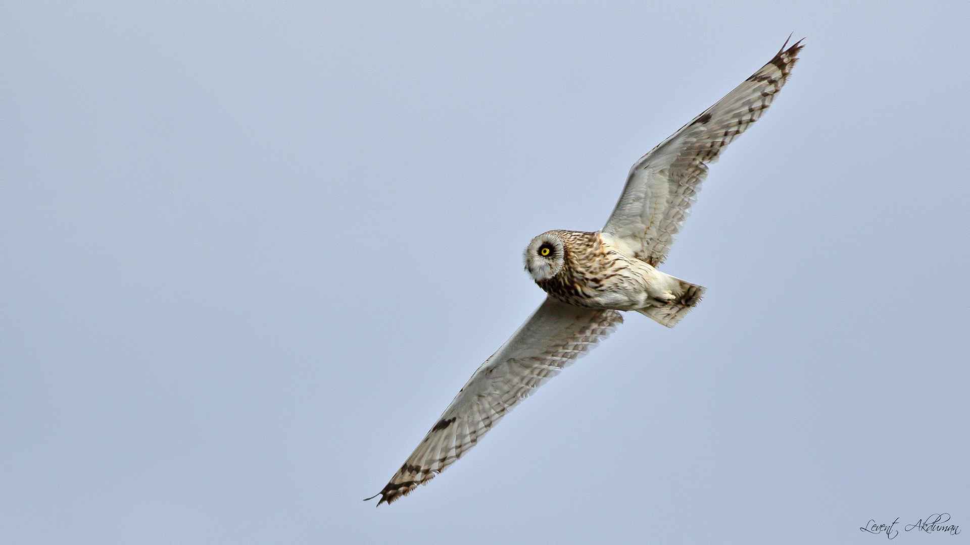 Short-eared Owl